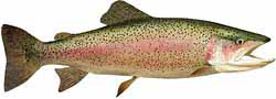 Cle Elum Lake Popular Fish - Rainbow Trout