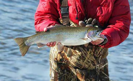 Fishing For Rainbow Trout