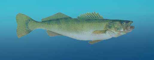 Walleye Fishing
