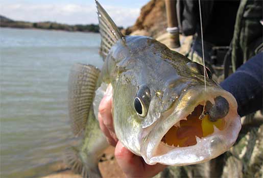 Walleye Fishing