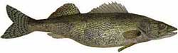 Sauger