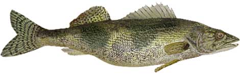 Sauger