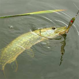 Northern Pike in Idaho