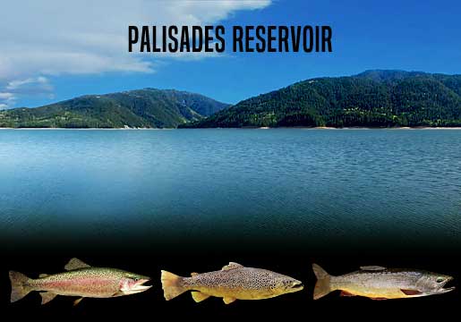 Fishing Report Palisades Reservoir, ID