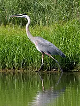 Heron fishing in Illinois awters.