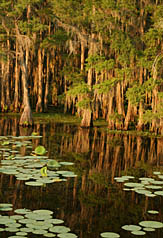 Fish for big Louisiana bass around these cypress trees in Lake Caddo on the Texas-Louisiana border