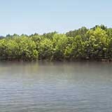 Lake D’Arbonne, Louisiana