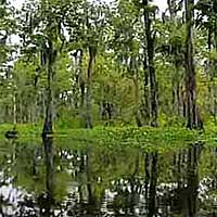 Lake Maurepas Reports