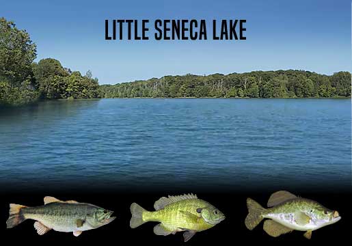 Fishing Report Little Seneca Lake