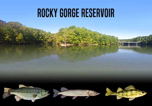 Fishing Report Rocky Gorge Reservoir, MD