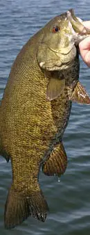 Minnesote Smallmouth bassfishing