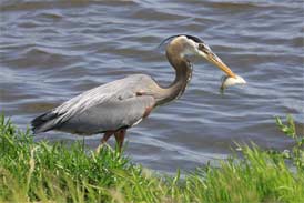 Bird fishing