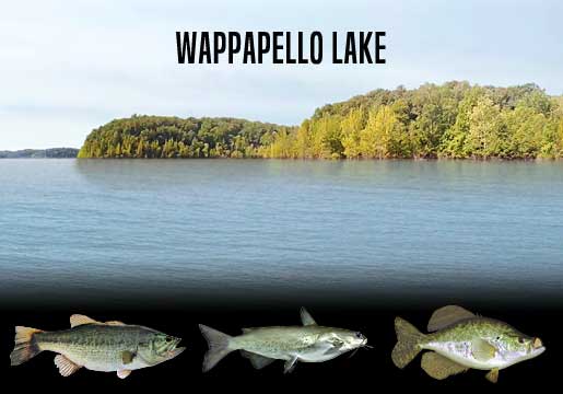 Fishing Report Lake Wappapello, MO
