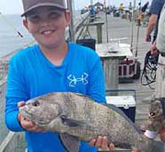 Black Drum