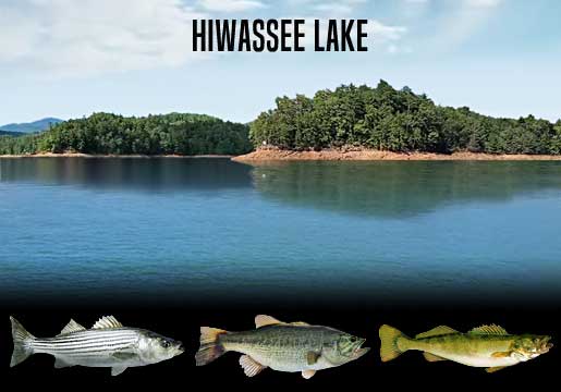 Fishing Report Hiwassee Lake, NC