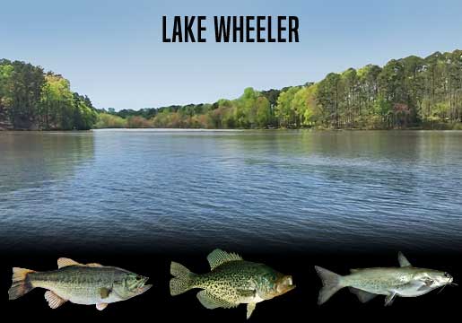 Fishing Report Lake Wheeler