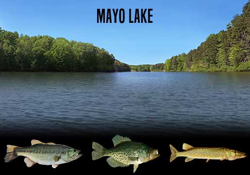 Fishing Report Mayo Lake, NC