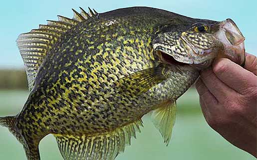 NJ Crappie Fishing