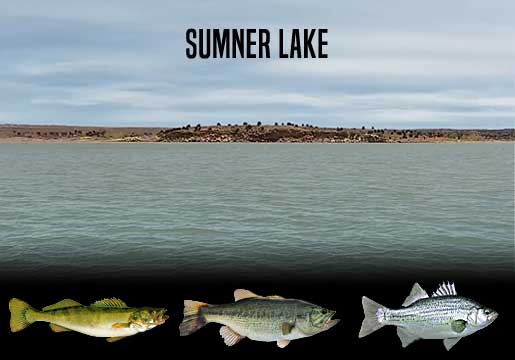 Fishing Report Sumner Lake, NM
