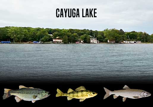 Fishing Report Cayuga Lake, NY