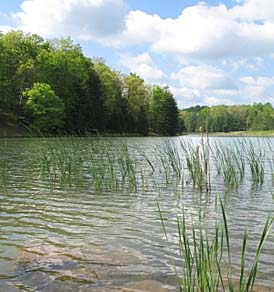 Tall grass creates cover for baitfish and predator fish alike.