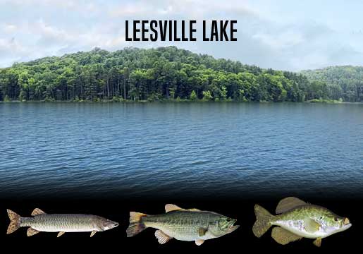 Fishing Report Leesville Lake