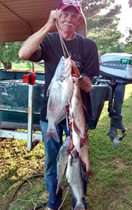 Ken Wood catfish