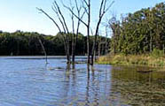 Oklahoma fishing waters with grasses, weeds and trees