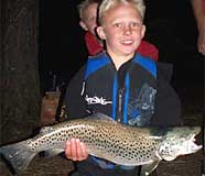 Brown Trout