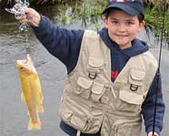 Jon Michael's Palamino (Golden) Trout