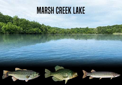 Fishing Report Marsh Creek Lake