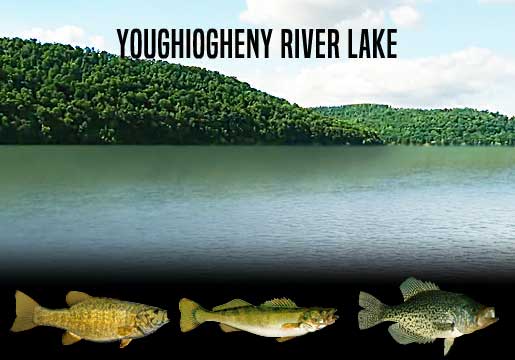 Fishing Report Youghiogheny River Lake, PA