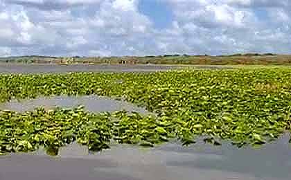 Lochloosa Lake, FL