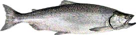 Atlantic salmon