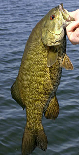 Smallmouth Bass