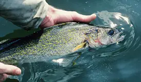 A nice Walleye being released to grow for another day