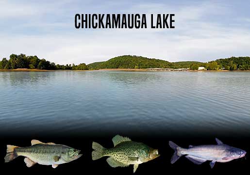 Fishing Report Chickamauga Lake