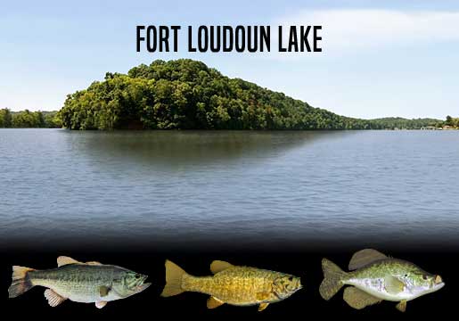 Fishing Report Fort Loudoun Lake, TN