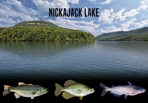 Fishing Report Nickajack Lake, TN