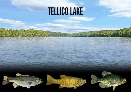 Fishing Report Tellico Lake