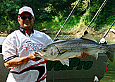 A Big Tennessee Striped Bass