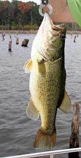 A Nice Largemouth from Lake Fork, Texas