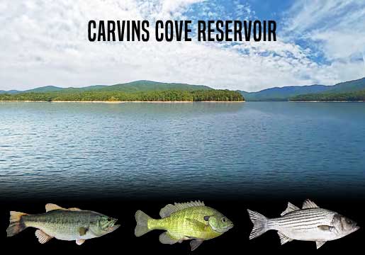 Fishing Report Carvins Cove Reservoir, VA