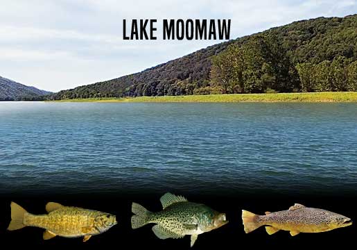 Fishing Report Lake Moomaw, VA