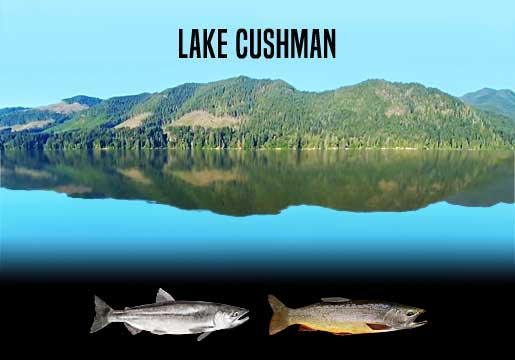 Fishing Report Lake Cushman, WA