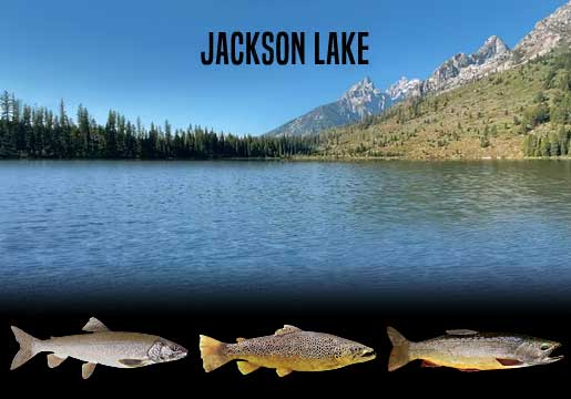 Fishing Report Jackson Lake
